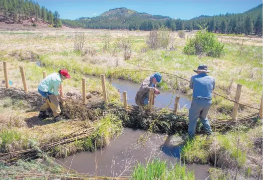  ?? EDDIE MOORE/JOURNAL ?? Volunteers and U.S. Forest Service employees are building around 10 beaver dams to improve the riparian area along the Rio Cebolla in the Jemez Mountains. At work last week were, from left, Samantha Griego, a Forest Service archeologi­st technician; Art...