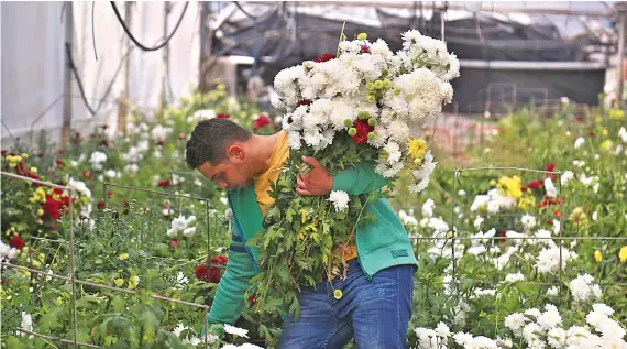  ?? Supplied ?? The cultivatio­n of flowers in the Gaza Strip was a primary source of income for many farmers and exporters, and about 60 million flowers were exported annually.