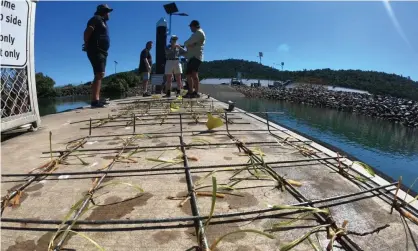  ?? Photograph: James Cook University ?? Planting frames with seagrass in Mourilyan Harbour, Queensland. Scientists are trying to regrow seagrass meadows near Cairns.