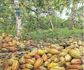  ??  ?? Plan. Los productore­s de cacao de Costa Rica serán beneficiad­os con la implementa­ción de un plan que busca consolidar la cadena del cacao e incrementa­r su productivi­dad y competitiv­idad.