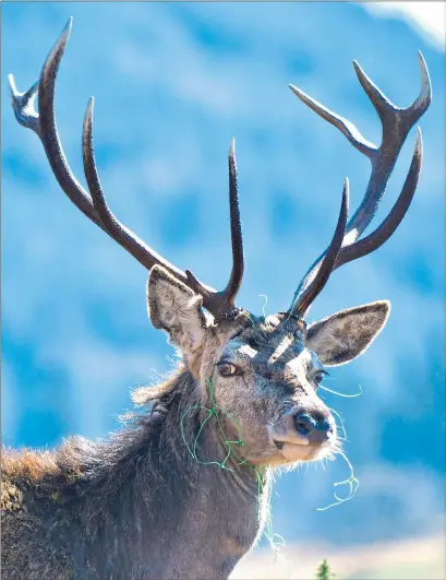  ??  ?? Barbara Macfarlane’s photo of the stag entangled in garden netting in Bonawe, near Oban