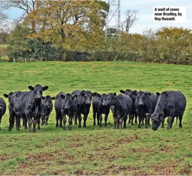  ?? ?? A wall of cows near Bradley, by Roy Russell.