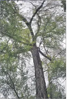  ??  ?? El árbol ka’i ka’ygua, ubicado en Tukambiju, Yby Yaú, está en competenci­a para ser un “Coloso de la Tierra”.