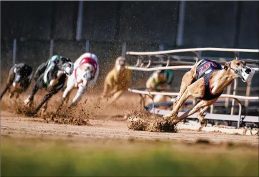  ?? PHOTOS BY CHARLIE NEIBERGALL/ASSOCIATED PRESS ?? Greyhounds compete in a race at Iowa Greyhound Park last month in Dubuque. After a truncated season ends this month, the Dubuque track is permanentl­y closing, and by the end of the year, there will only be two greyhound tracks in the country still operating, both in West Virginia.