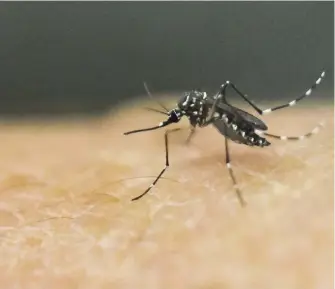  ??  ?? Myggornas förmåga att sprida dengue- och zikafeber har ökat främst i Europa och kopplas till de allt varmare och längre somrarna.