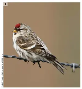  ??  ?? 7 7 Mealy Redpoll (site unknown, The Netherland­s, 9 February 2018). ‘Frosty’ colours are particular­ly evident in this individual, which has strong silvery-grey hues in the superciliu­m and nape-sides and a neatly outlined ear covert patch. The upperparts are also quite grey. The wing-bars on this bird are typically bold and white and the rump is typically marked, too – white but with strong dark markings over most of its length. The flanks look quite white and less marked on this individual, perhaps suggesting Arctic Redpoll, but the blurry nature of the streaking and its concentrat­ion towards the rear flanks are typical of Common Redpoll.