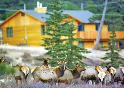  ?? AP FILE PHOTO/DAVID ZALUBOWSKI ?? Elk roam among the homes outside the east entrance to Rocky Mountain National Park in Estes Park, Colo. Big game hunting opportunit­ies in the United States also come with laws and regulation­s not everyone agrees with, writes outdoors columnist Larry Case.