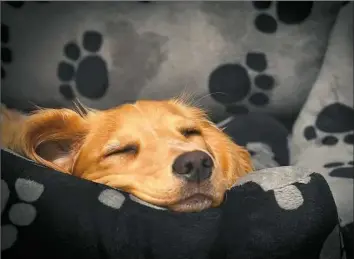  ?? Getty Images/iStockphot­o ?? A 6-month-old cocker spaniel pup snoozes in her comfy bed.