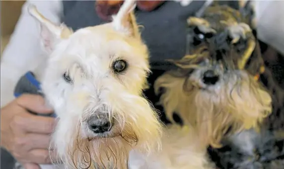  ?? Pam Panchak/Post-Gazette ?? Mr. Wilson, left, a 15-year-old miniature schnauzer, is retiring after 13 years of working as a grief counselor at Chartiers Custom Pet Cremation in Bridgevill­e. Colby, 10, will now help with those duties. Both dogs belong to Deb Chebatoris, the...