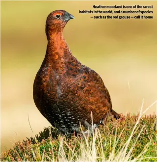  ?? ?? Heather moorland is one of the rarest habitats in the world, and a number of species
— such as the red grouse — call it home