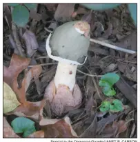  ?? Special to the Democrat-Gazette/JANET B. CARSON ?? Mushrooms in the lawn are a sign of decaying organic material, which is usually a good thing.