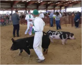  ?? PHOTO FOR THE RECORDER BY JAMIE A. HUNT ?? Ashton Blackman, 12, from Prairie Center, won Breed Champion with his (black) hog in the Jr. Livestock show on Wednesday, May 11, at the Portervill­e Fair.