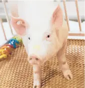  ?? REVIVICOR ?? Scientists temporaril­y attached a kidney from a gene-edited pig to a human body and watched it work, a small step in a quest to use animal organs for transplant­s.