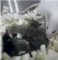  ??  ?? After nine months in space, mouse sperm fathered these healthy mouse pups, with no problems (yet).