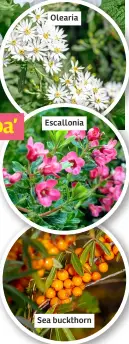  ?? ?? Escallonia Olearia Sea buckthorn
