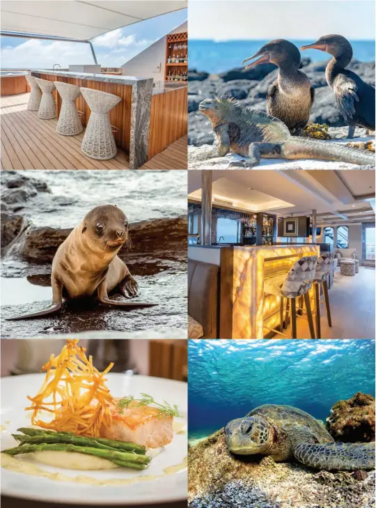 ??  ?? Previous page MV Theory cruising the Galápagos This page, clockwise from top left The Sundeck Bar; Cormorants and a marine iguana © Jess Kraft/Shuttersto­ck; The Main Bar; A Galápagos green turtle © Longjourne­ys/Shuttersto­ck; Dining is a highlight on MV Theory; A Galápagos fur seal © Erik de Rijk/Shuttersto­ck