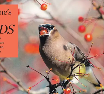  ?? JANE GAMBLE THE WASHINGTON POST ?? The type of trees and shrubs you choose can make a big difference to birds. Cedar waxwings, for instance, love chokeberry.