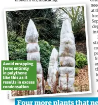  ??  ?? Avoid wrapping ferns entirely in polythene like this as it results in excess condensati­on