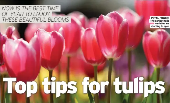  ?? ?? PETAL POWER: The earliest tulip varieties are starting to open