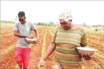  ??  ?? Mrs Beatah Bhunu and Jonathan Mujee apply fertiliser in a maize field at Selby Farm in Mazowe last week. — (Picture by Kudakwashe Hunda)