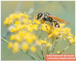  ??  ?? Il est important de ne pas confondre l’abeille domestique avec la guêpe, beaucoup plus agressive que celle-ci. Cette dernière possède un corps glabre très étroit entre l’abdomen et le thorax, contrairem­ent à l’abeille qui a un corps poilu et dodu, sans constricti­on près de l’abdomen.