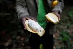  ??  ?? Freddy Padron shows an opened cocoa pod at his plantation in Barlovento, Venezuela. – Reuters photo