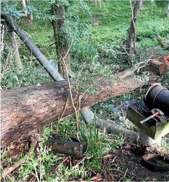  ??  ?? The tree that fell onto a wastewater pipe, causing 250 cubic metres of discharge to flow into the Piako River.