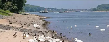  ??  ?? Strandlebe­n für allerhand Wasservöge­l: Für Menschen heißt es allerdings „Schwimmen verboten“. Das Baden im Rhein ist lebensgefä­hrlich.