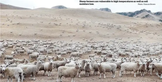  ?? Photo / Duncan Brown ?? Sheep farmers are vulnerable to high temperatur­es as well as soil moisture loss.