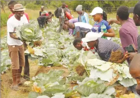  ?? — (Pictures by Tawanda Mudimu) ?? This picture collage shows (from top left clockwise) First Lady Auxillia Mnangagwa and the various projects she initiated in her constituen­cy. Here, Mrs Irene Girimu drives cattle she bought with proceeds from a savings club; Mrs Winnie Masocha...