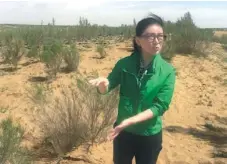  ?? PHOTOS BY YANG YANG / CHINA DAILY ?? Top: Caragana is planted on the loess plateau in Yuzhong county, Lanzhou, Gansu province to preserve rainwater and soil. Above: Cai Chengcheng, deputy head of Minqin county, explains the characteri­stics of sacsaoul, a plant that can keep sand in place.