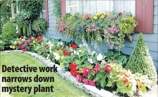  ?? — Photo by Janice Wells/special to The Telegram ?? Window boxes and begonias are outstandin­g in Debbie Power’s garden.