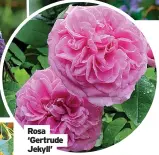  ?? ?? Rosa ‘Gertrude Jekyll’