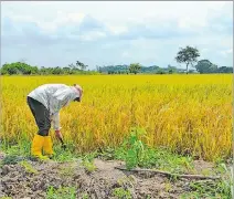  ?? CORTESÍA ?? Cultivo. Un agricultor examina una siembra en la región Costa.