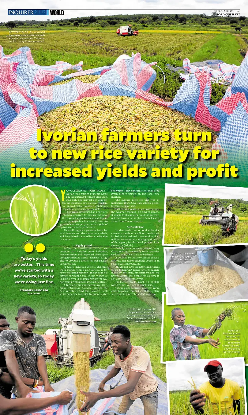 Ivorian farmers turn to new rice variety for increased yields and ...