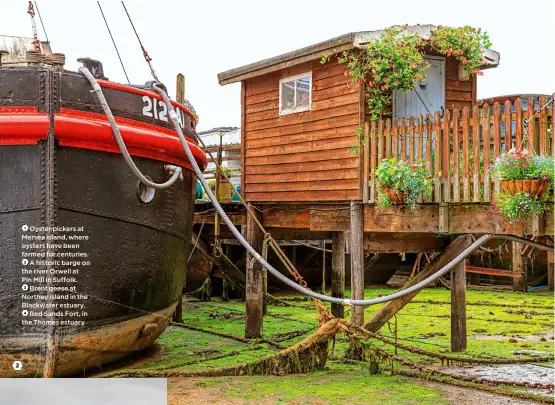  ??  ?? 2
Oyster pickers at 1 Mersea island, where oysters have been farmed for centuries.
A historic barge on 2 the river Orwell at Pin Mill in Suffolk.
Brent geese at 3 Northey island in the Blackwater estuary.
Red Sands Fort, in 4 the Thames estuary