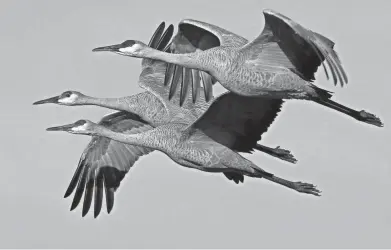  ?? JIM MCCORMAC ?? A trio of sandhill cranes in flight at Jasper-pulaski Fish and Wildlife Area in Indiana.