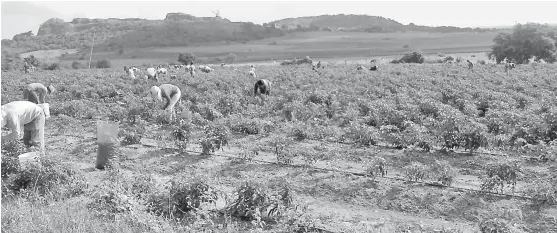  ??  ?? Las tierras agrícolas de Altamira reciben por año un promedio de mil 500 jornaleros foráneros provenient­es de los municipios de Veracruz y San Luis Potosí.