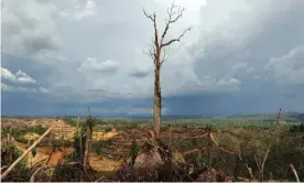  ??  ?? A tree stands alone in a logged area prepared for plantation near Lapok in Malaysia’s Sarawak State. Photograph: Saeed Khan/AFP/Getty Images