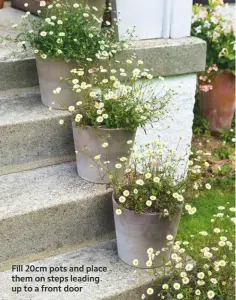  ??  ?? Fill 20cm pots and place them on steps leading up to a front door