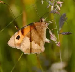  ??  ?? Below: A small heath butterfly