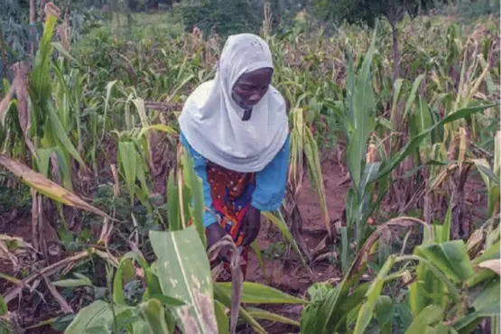  ??  ?? Input subsidies aren’t helping women like Malawian farmer Grace Stenala.