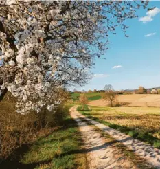  ??  ?? Jetzt im Frühjahr sind die Bäume auf dem Streuobstw­eg in voller Blüte.