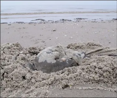  ?? (File Photo/AP/Wayne Parry) ?? A horseshoe crab burrows into the sand May 8, 2014, on a beach in Middle Township N.J.