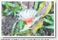  ??  ?? COLOUR: A fallen cocky apple flower, by Gail Taifalos.