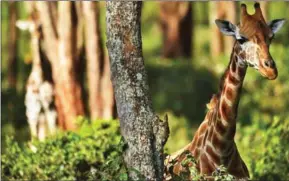  ?? TONY KARUMBA/AFP ?? Research into giraffes started in 2003 in Namibia has revealed that they have been quietly heading towards extinction.