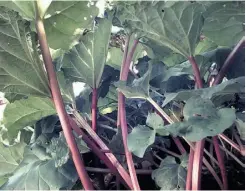  ?? POSTMEDIA NEWS FILES ?? Insecticid­al soap, applied liberally and often, will likely rid your rhubarb plant of pesky aphids.