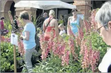  ??  ?? Dimanche n’hésitez as à faire un tour à la Salicaire à St Nicolas, une foire aux plantes des plus anciennes, aux choix incroyable­s.