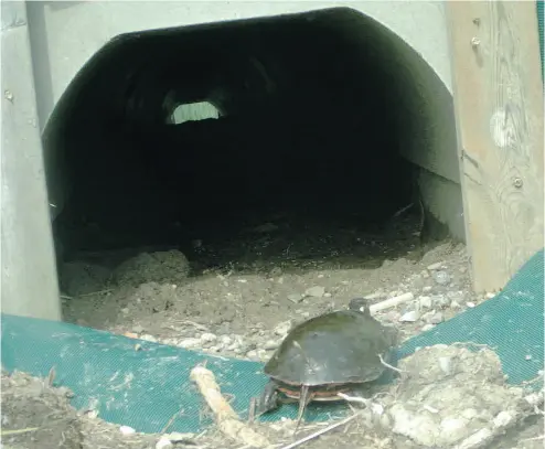  ?? POSTMEDIA NEWS FILES ?? A Midland painted turtle enters one of the small culverts under the Long Point Causeway. A combinatio­n of fencing and culverts has dramatical­ly cut road mortality for at-risk or endangered turtles and snakes in the area.