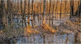  ?? TENNESSEE LOOKOUT FILE PHOTO BY JOHN PARTIPILO ?? Wetlands are seen at Nashville’s Shelby Bottoms.